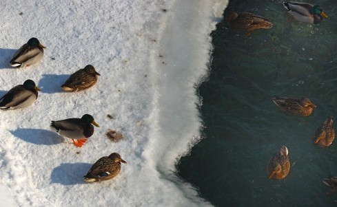 Натисніть, щоб побачити повний розмір