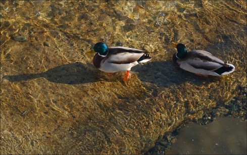 Натисніть, щоб побачити повний розмір