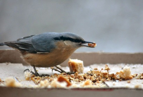 Натисніть, щоб побачити повний розмір