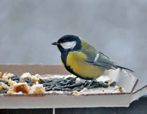 Натисніть, щоб побачити повний розмір