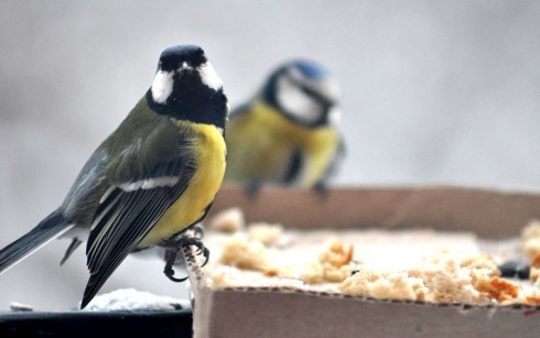 Натисніть, щоб побачити повний розмір