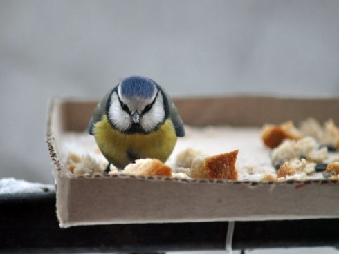 Натисніть, щоб побачити повний розмір