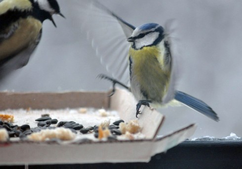 Натисніть, щоб побачити повний розмір