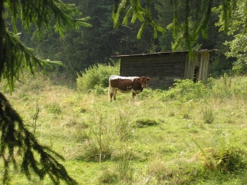 Натисніть, щоб побачити повний розмір