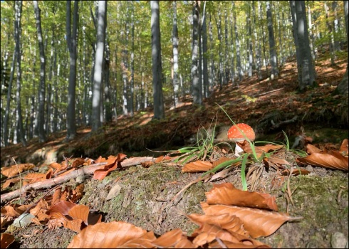 Натисніть, щоб побачити повний розмір