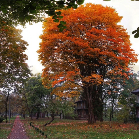 Натисніть, щоб побачити повний розмір