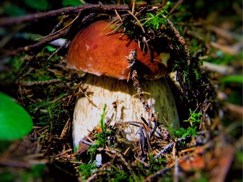 Натисніть, щоб побачити повний розмір