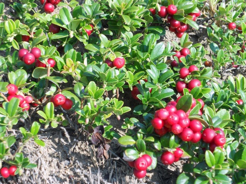 Натисніть, щоб побачити повний розмір