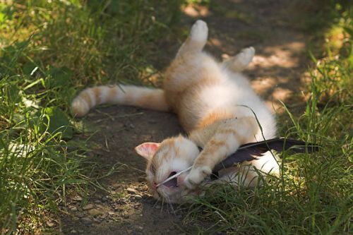 Натисніть, щоб побачити повний розмір