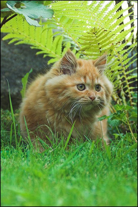 Натисніть, щоб побачити повний розмір