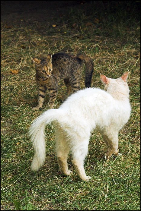 Натисніть, щоб побачити повний розмір