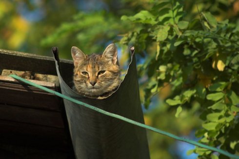 Натисніть, щоб побачити повний розмір