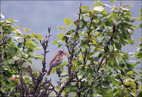 Натисніть, щоб побачити повний розмір