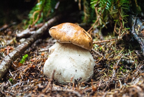 Натисніть, щоб побачити повний розмір