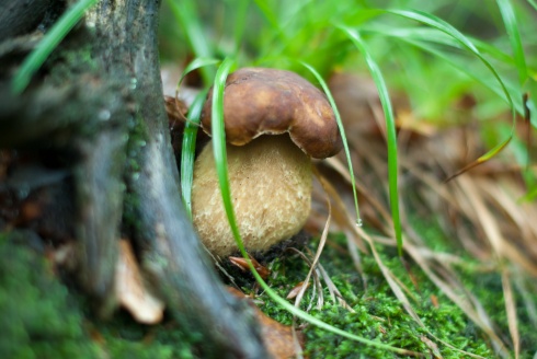 Натисніть, щоб побачити повний розмір
