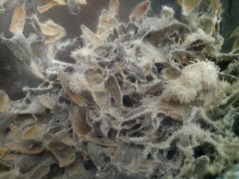 Натисніть, щоб побачити повний розмір