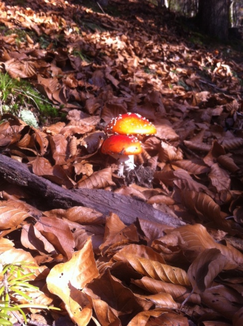 Натисніть, щоб побачити повний розмір