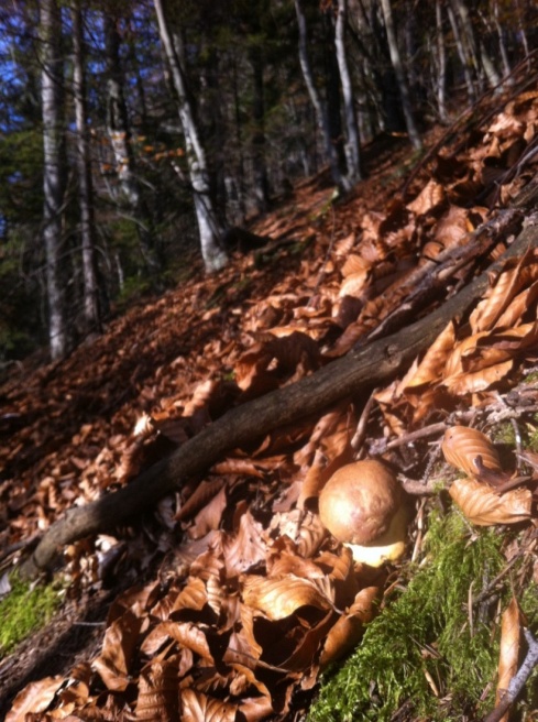 Натисніть, щоб побачити повний розмір