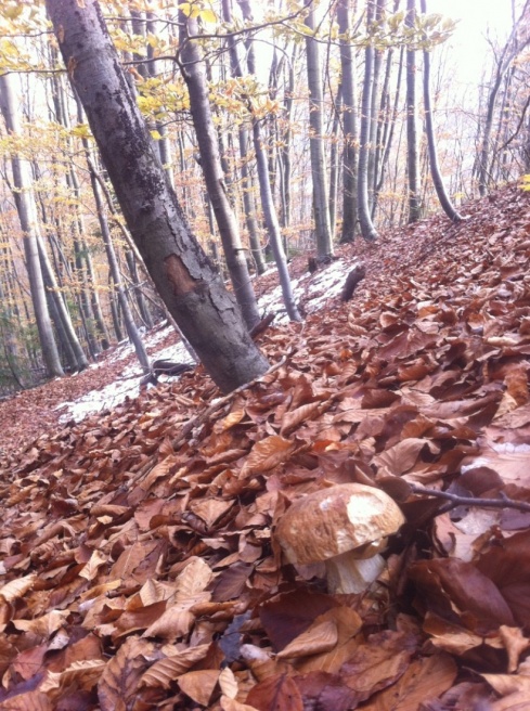 Натисніть, щоб побачити повний розмір