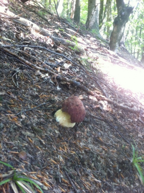 Натисніть, щоб побачити повний розмір