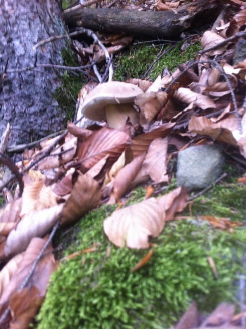 Натисніть, щоб побачити повний розмір