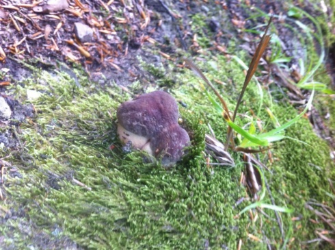 Натисніть, щоб побачити повний розмір