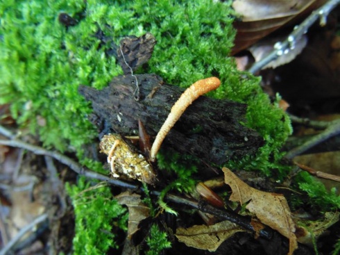 Натисніть, щоб побачити повний розмір