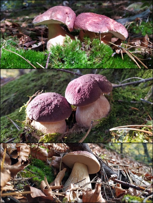 Натисніть, щоб побачити повний розмір