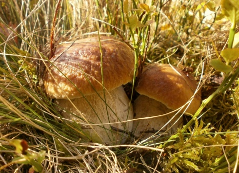 Натисніть, щоб побачити повний розмір