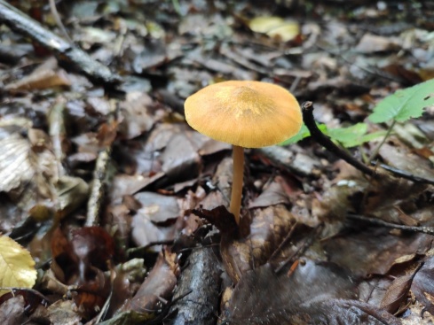 Натисніть, щоб побачити повний розмір