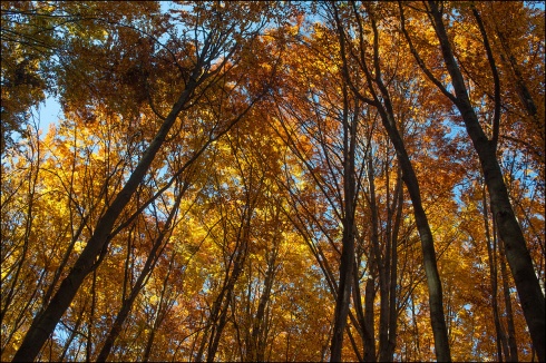 Натисніть, щоб побачити повний розмір