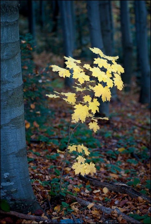 Натисніть, щоб побачити повний розмір