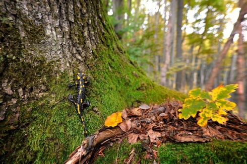 Натисніть, щоб побачити повний розмір