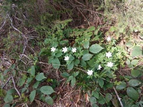 Натисніть, щоб побачити повний розмір