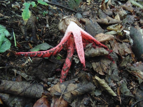 Натисніть, щоб побачити повний розмір