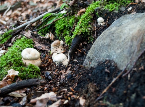Натисніть, щоб побачити повний розмір