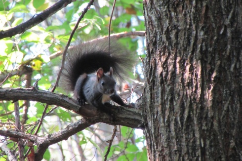 Натисніть, щоб побачити повний розмір