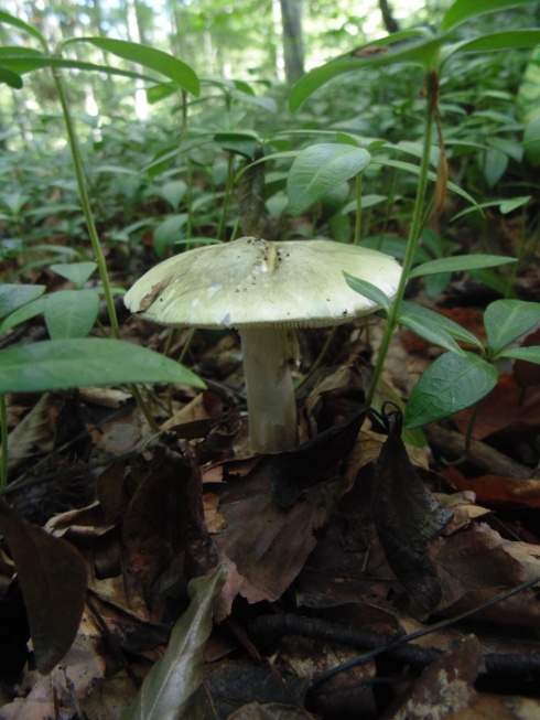 Натисніть, щоб побачити повний розмір