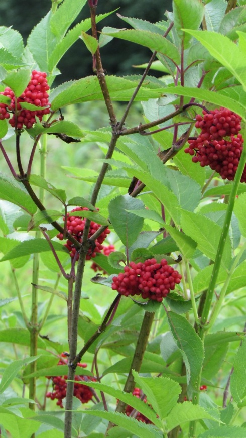 Натисніть, щоб побачити повний розмір