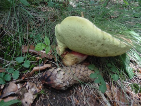 Натисніть, щоб побачити повний розмір