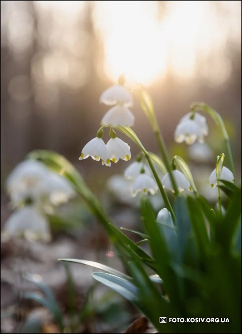 Натисніть, щоб побачити повний розмір