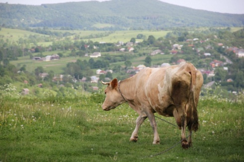 Натисніть, щоб побачити повний розмір