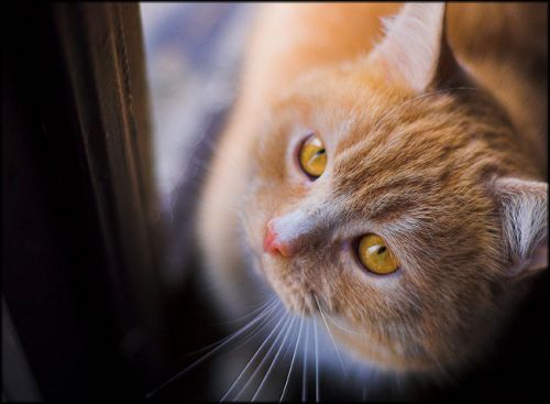 Натисніть, щоб побачити повний розмір