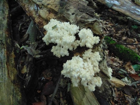 Натисніть, щоб побачити повний розмір