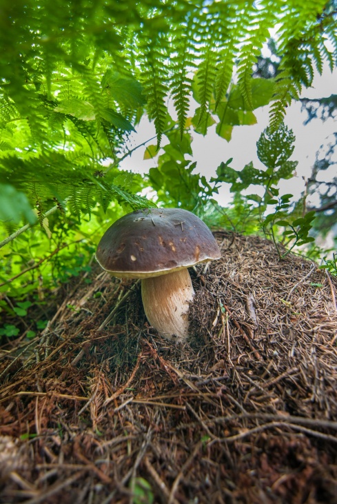 Натисніть, щоб побачити повний розмір