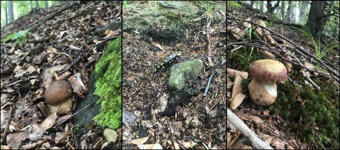 Натисніть, щоб побачити повний розмір