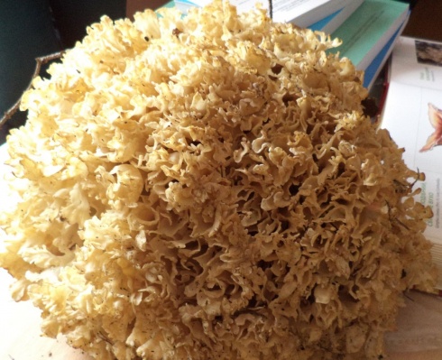 Натисніть, щоб побачити повний розмір