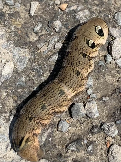 Натисніть, щоб побачити повний розмір