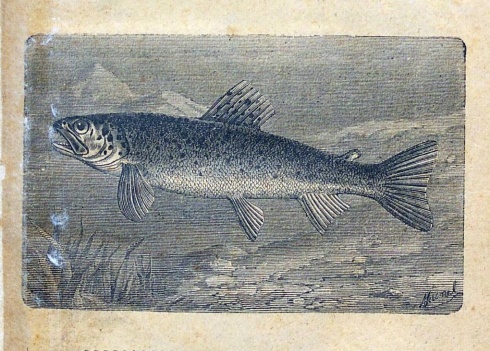 Натисніть, щоб побачити повний розмір