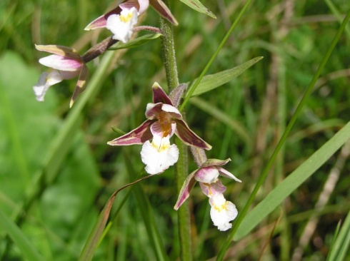 Натисніть, щоб побачити повний розмір